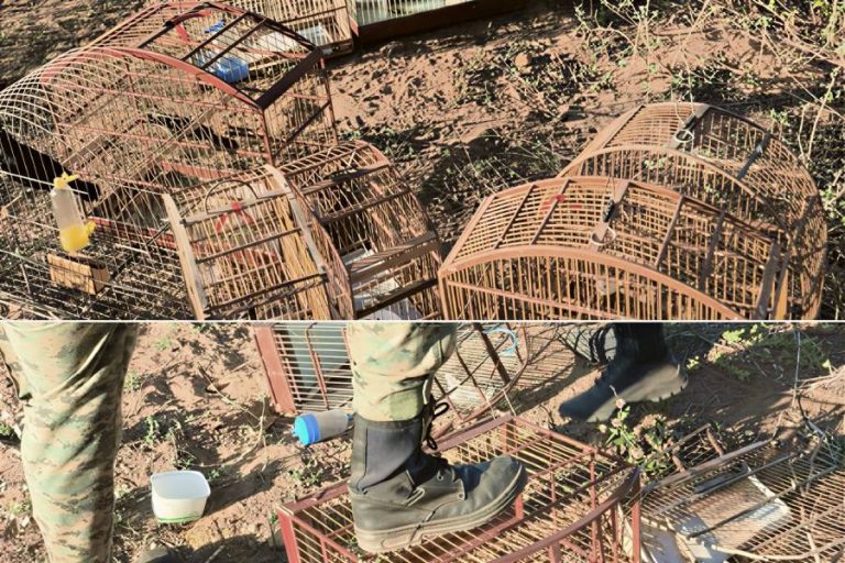 Polícia Ambiental resgata aves silvestres e destrói gaiolas durante operação em Brumado