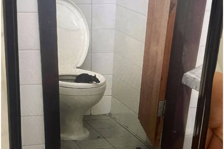 Aluna denuncia banheiro precário e presença de rato em CEEP de Brumado