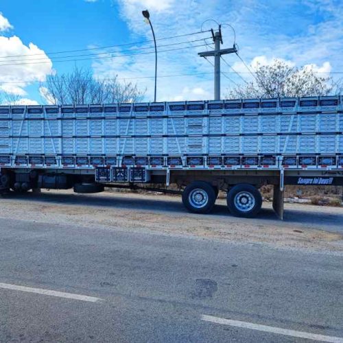 CIPRv/Brumado apreende caminhão com transporte irregular de 22 bovinos em Tanhaçu