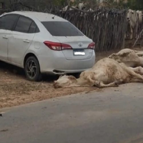 Adolescente atropela gado, invade curral e causa destruição em zona rural de Brumado