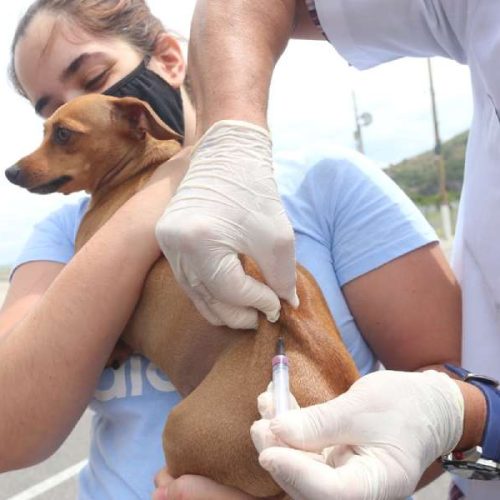 Brumado convoca população para Dia D da Vacinação Antirrábica em 30 de agosto