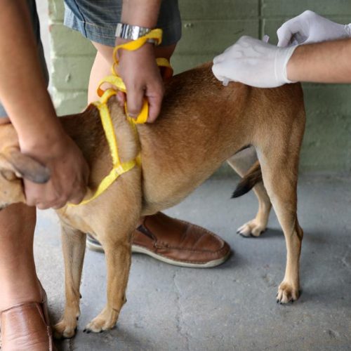 Brumado inicia campanha de vacinação antirrábica nos distritos rurais com foco em cães e gatos