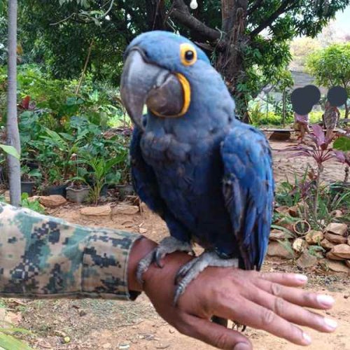 CIPPA desmonta cativeiro com papagaios, jacus e até arara-azul rara em Livramento