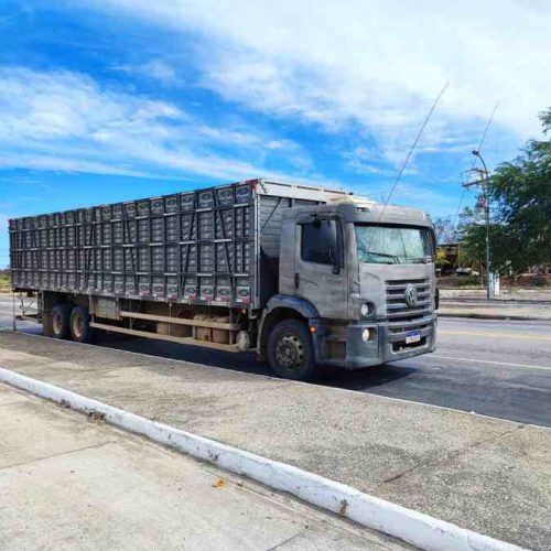 CIPRv Brumado apreende veículo com transporte irregular de bovinos em Sussuarana