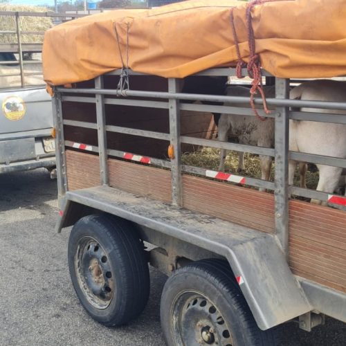CIPRv Brumado apreende veículo com transporte irregular de caprinos em Sussuarana