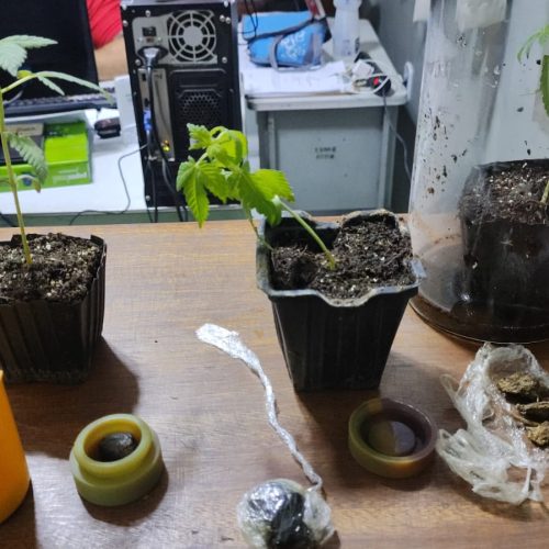 CIPRv apreende mudas de maconha em Tanhaçu