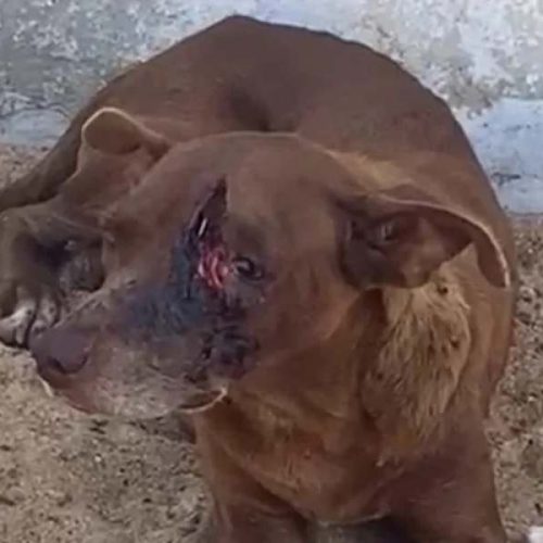 Cachorro sofre maus-tratos em Brumado; mobilizam autoridades e sensibilizam moradores
