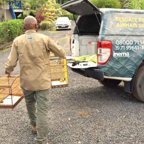Campanha em Igaporã incentiva devolução de animais silvestres à natureza