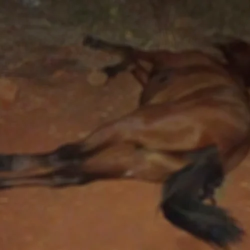 Carroça desgovernada colide com poste e mata cavalo em Livramento de Nossa Senhora