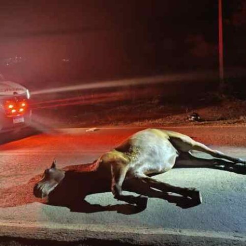 Casal fica ferido após moto bater em cavalo solto na BR-264, na cidade de Caetité