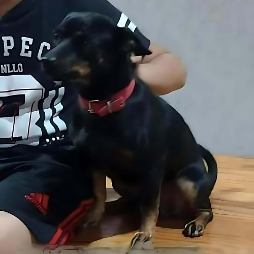 Família procura por cão desaparecido no bairro Santa Teresa e oferece gratificação