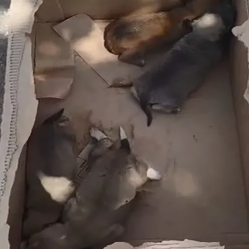Filhotes de cachorro são abandonados em caixa no centro de Brumado e caso gera comoção