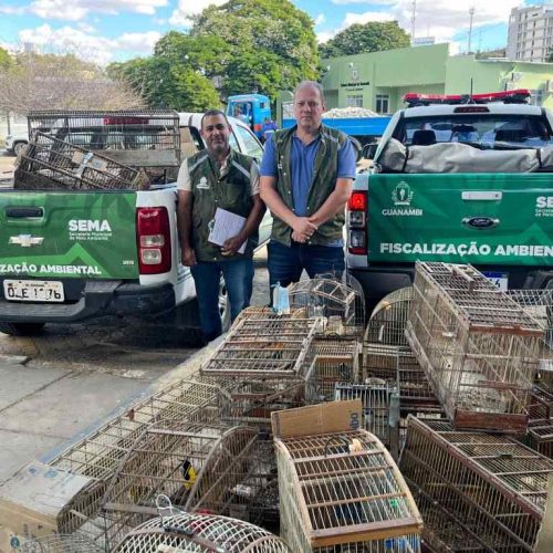 Fiscais libertam 39 pássaros silvestres mantidos num cativeiro ilegal em Guanambi