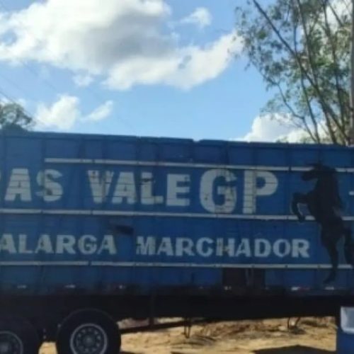 Força-tarefa recupera gado furtado no interior da Bahia