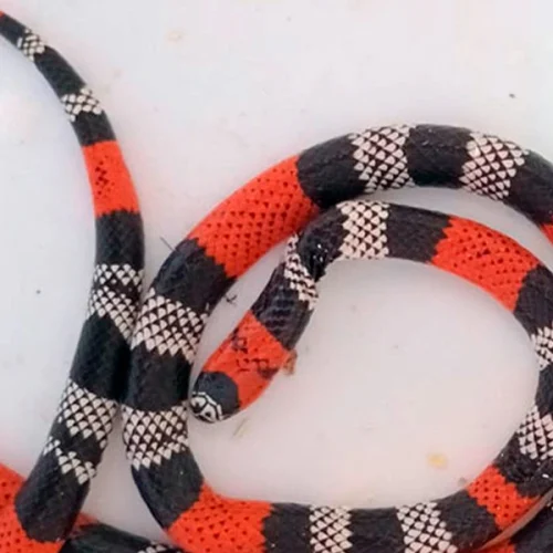 GASA resgata cobra coral ferida dentro de residência em Livramento