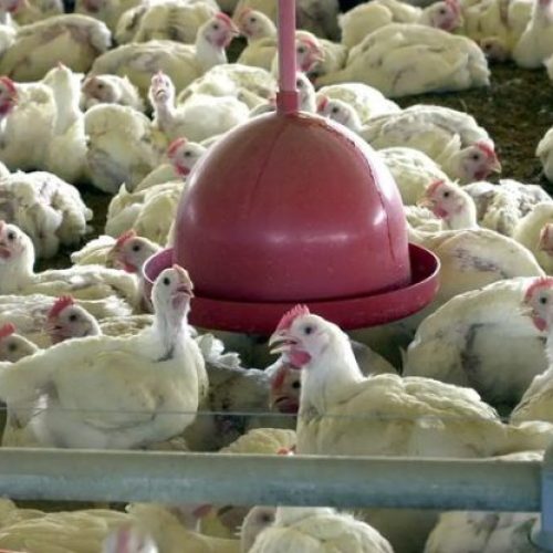 Governo confirma primeiro foco de gripe aviária em granja comercial no Rio Grande do Sul