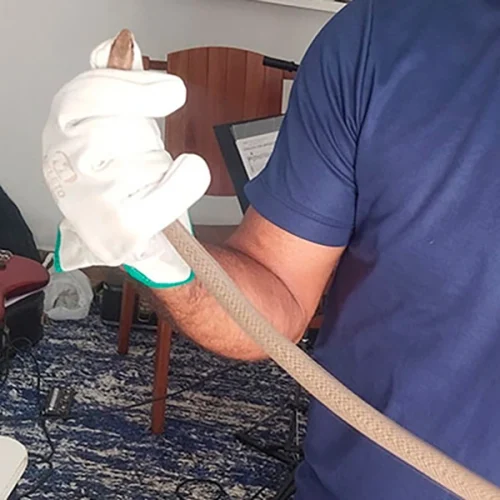 Guardiões Ambientais da Serra das Almas resgata mais uma cobra em Livramento
