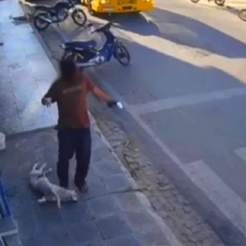 Homem é detido em Brumado após agredir cachorro; vídeo viraliza