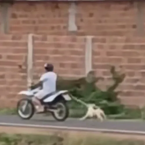 Homem é indiciado após arrastar cadela com moto em Brumado