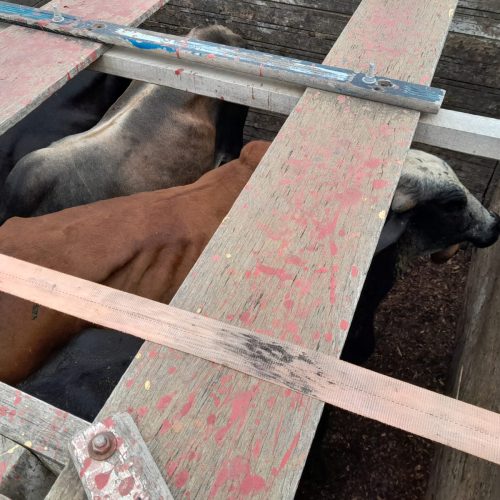 CIPRv apreende veículo com transporte irregular de bovinos em Vitória da Conquista