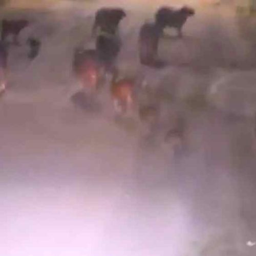 Morador flagra grupo com cerca de 20 capivaras em bairro de Guanambi