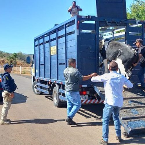 Mortes em acidentes com animais disparam nas rodovias da Bahia
