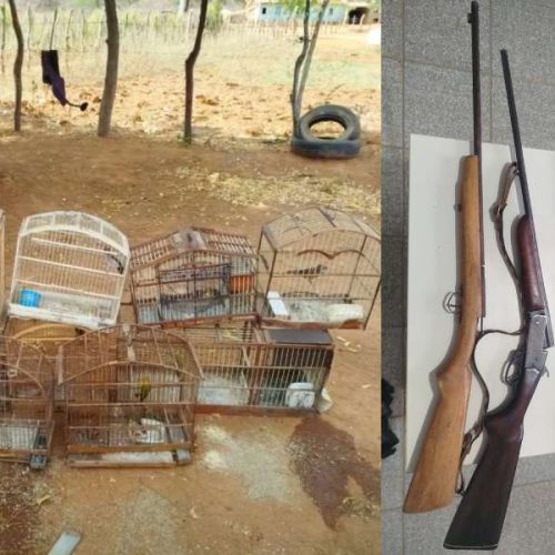 Operação da CIPPA em Mirante apreende armas e resgata aves silvestres de várias espécies