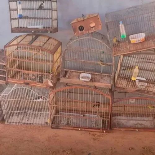 Operação da Cippa resgata aves nativas presas ilegalmente em Rio do Pires e Caturama