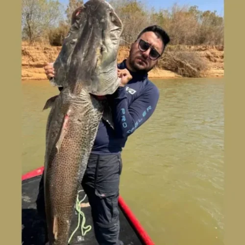 Pescador de Guanambi fisga surubim gigante de 46 quilos no São Francisco