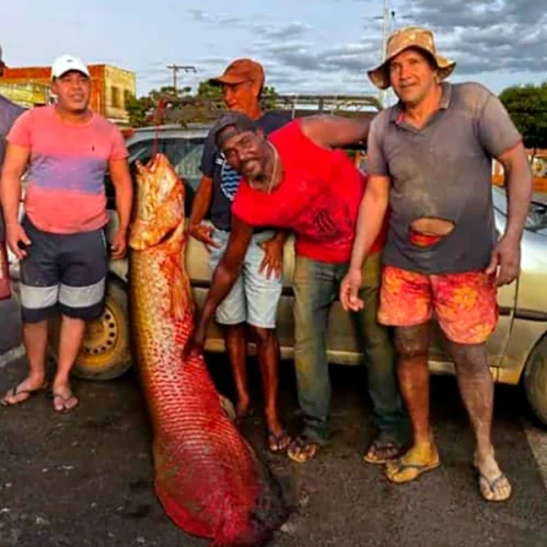 Pirarucu gigante de quase 100 kg é pescado em lagoa de Malhada e chama atenção de moradores