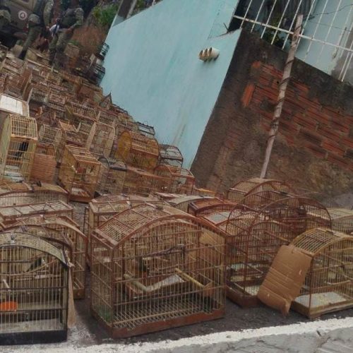 Polícia resgata 300 aves silvestres mantidas em cativeiro ilegal em Ibicuí