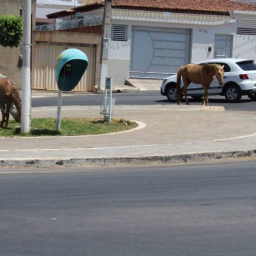 Prefeitura de Brumado endurece regras sobre animais soltos para evitar acidentes