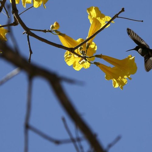 Primavera começa nesta segunda-feira; previsão para Brumado indica calor intenso e baixa umidade