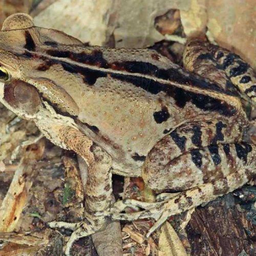 Sapo causa susto ao lançar veneno no olho de moradora em Livramento