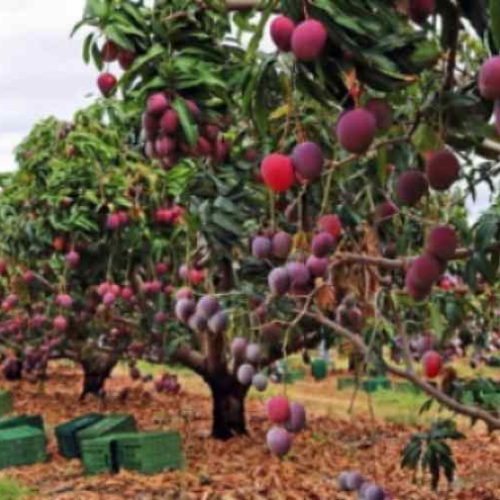 Tarifaço de Trump trava exportações de mangá e ameaça produtores em Livramento