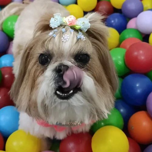 Vídeos de pets dançantes concorrem a troféus e kits em Guanambi