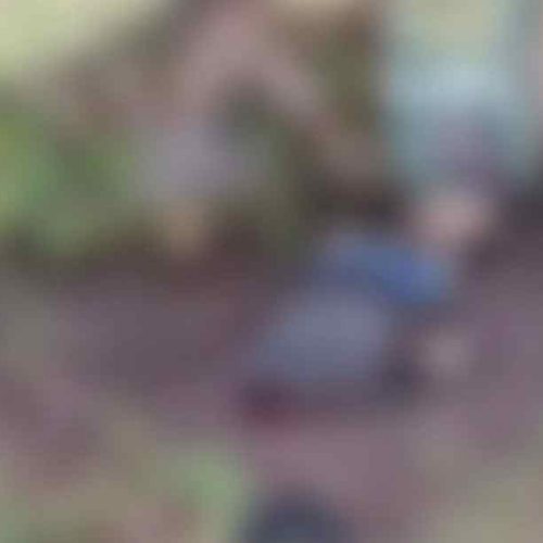 Violência extrema assusta moradores após corpo decapitado ser achado em Laje