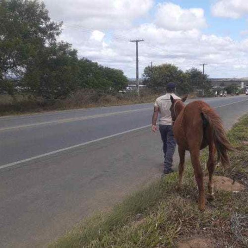 Vitória da Conquista apreende 239 animais soltos nas ruas e alerta para risco de acidentes
