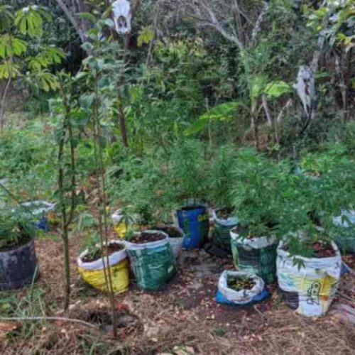 Polícia Militar descobre plantação de maconha em zona rural de Ibicoara após denúncia anônima