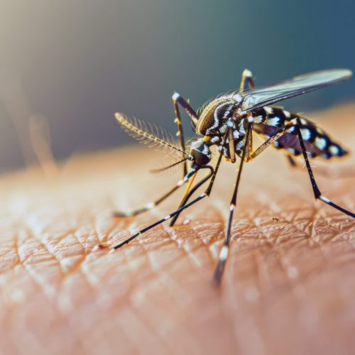 Brasil registra 500 mortes por dengue no 1º trimestre de 2025