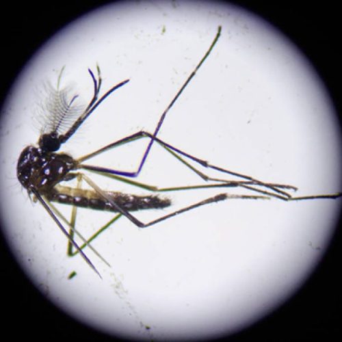 Brasil ultrapassa marca de um milhão de casos prováveis de dengue em 2025