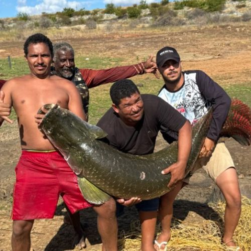 Pescadores capturam Pirarucu de quase 100 quilos em Dom Basílio